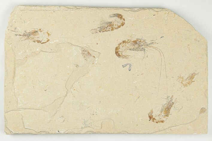 Five Cretaceous Fossil Shrimp (Carpopenaeus) - Hjoula, Lebanon #202160